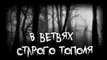 В ветвях старого тополя