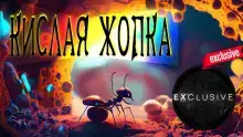 Кислая жопка