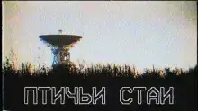 Птичьи стаи