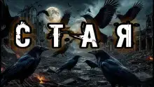 Стая